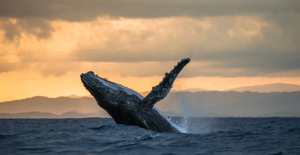 Avistamiento de ballenas-Las mejores cosas que hacer en Puerto Penasco